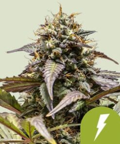 North Thunderfuck Auto