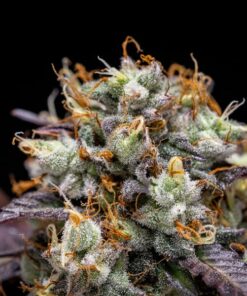 North Thunderfuck Auto