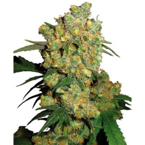 What strain is Big Bud?