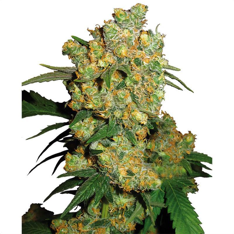 What strain is Big Bud?